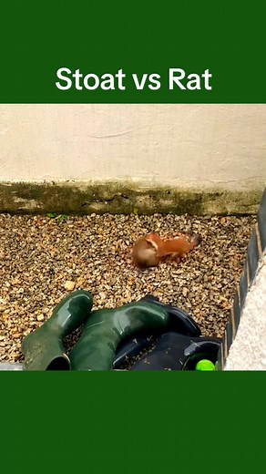 Stoat vs Rat - Weasel Predators Battle