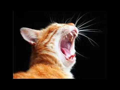 Cat Meowing Sound Effect Bass Boosted Earrape (1 Hour)