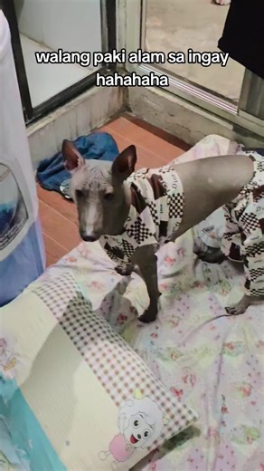 Celebrate New Year with Xoloitzcuintli Dogs