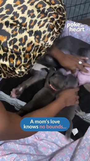 The definition of unconditional love #LateNightCare #PuppyLove #FurMam | Poke My Heart