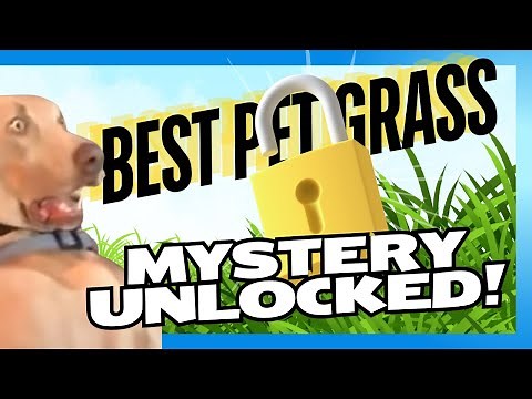 The Ultimate Guide to Pet-Friendly Artificial Grass: Top Choices & Tips!