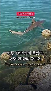 [Busan] The Identity of 'Bukang-i,' the 3.5m Shark That Drew 320,000 People | #shorts