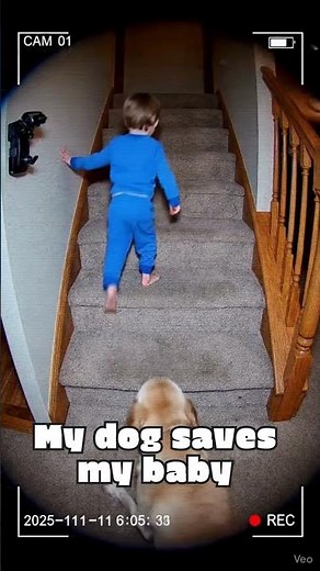 CCTV Labrador Jumps To Save Toddler From Deadly Stair Fall Incredible Hero Dog