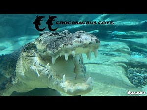 Crocosaurus Cove - Amazing Croc Encounters In Darwin