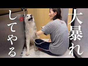 お風呂から解放され、世界の全てを無に帰すが如く大暴れを繰り広げるシベリアンハスキー