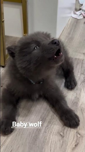 BABY WOLF HOWLING SOUND