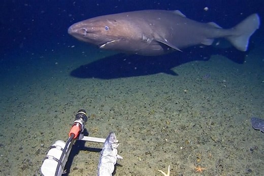 WATCH: Shark caught on camera for the first time in Antarctica