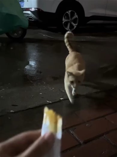 Cats Making Funny Noises #cat #funnycat #cats #funnyvideos #fyp #catsoftiktok #funnycats #pet