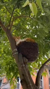 Batcat compilation🐾..🙀 #alexcatteryhouse #fancy #cats #مواقف_وطرائف #BatCat | Alex Cattery House