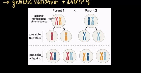 Sexual reproduction and genetic variation