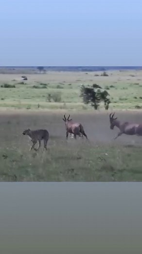 14K views · 116 reactions | FollowIG @bigcatsnamibia Now ! The...