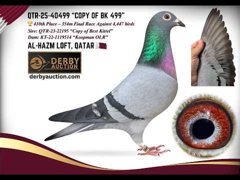 AL-HAZM LOFT QTR-25-40499 BEST KITTEL / KOOPMAN