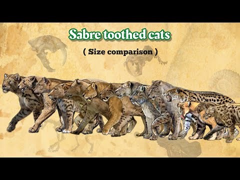 SABRE TOOTHED CATS - Size Comparison | All Species.
