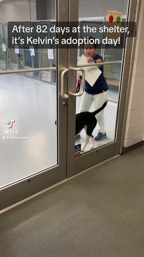 113K views · 4.3K reactions | Happy birthday, Carolyn! Kelvin knew just what you wanted on this special day, and his dream finally came true. ❤️ Thank you Petfinder.com and Kia America for sponsoring this weekend’s adoption fees! | Helping Hands Humane Society | Facebook