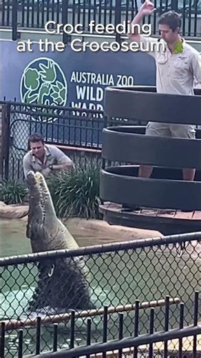 Crocodile Feeding at Australia Zoo 🐊 #australiazoo #australia #australiatravel