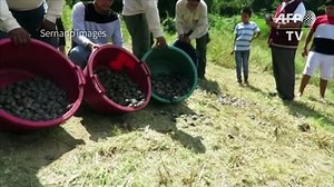 17,000 river turtles released in Peru national reserve