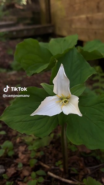 Sunshine and trilliums are back at Camp Namanu! Can you identify all of these locations around camp? Comment below! #summercamp #camp #oregon #trillium #sunshine #fyp #magic #forest #nature #flower #river #pacificnorthwest #pnw