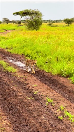 As a safari guide, you can share a few simple but interesting facts about the Serval with your guests like this: “This beautiful cat is called a Serval. One interesting thing about it is its very long legs and large ears. The big ears help it hear small animals like rodents moving in the grass. Servals are excellent hunters and can jump very high, even catching birds in the air. They usually hunt alone and prefer areas with tall grass or wetlands where prey is easy to find.” You can also add a q