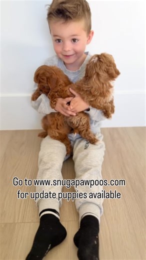 Why we think you would love ❤️ the Cavapoo breed! Go to our webpage to find out more about us and our available puppies! 🐶 👉🏼www.snugapawpoos.com You will never look back! #cavapoos #cavapoopuppies #puppiesoﬁnstagram #cavapoolife #smallbreed | Jaimej Newman