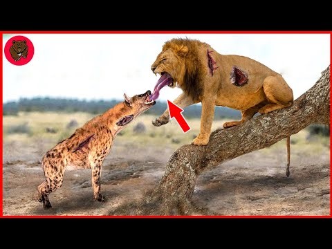 30 Moments Hyenas Take Revenge On Lions For Their Cubs | Hyena vs Lion
