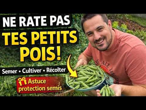 Réussir ses Petits Pois au Potager 🌱 | Semis, Culture et Protection Anti-Oiseaux