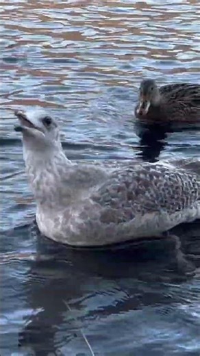 My BEFRIENDED Seagull talking to me in the middle of the Ducks