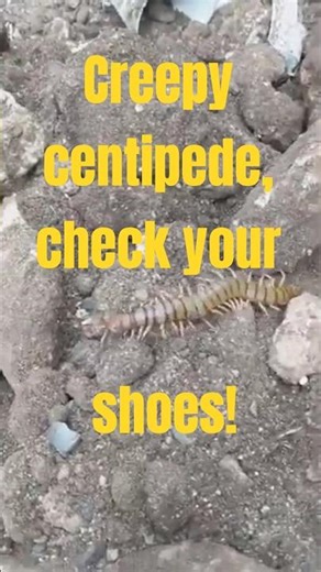 100 Legs of Terror: Dominican Centipede in the Wild!