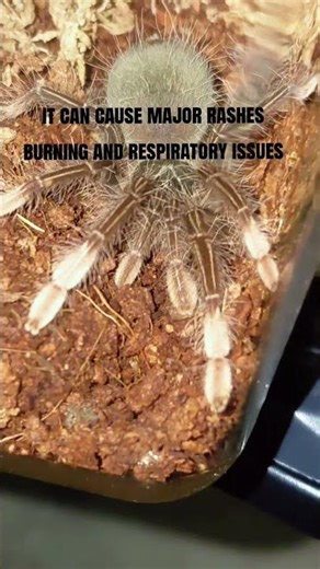 Theraphosa Apophysis - Goliath Pink Foot tarantula #arachnids #tarantula #invertebrates