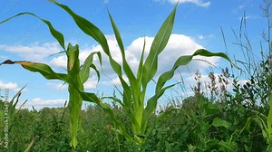 Corn leaves on a background of blue sky with clouds. Farm field Agriculture. Sella farming. Agricultural activity. Harvesting. Growing agricultural plants.