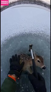 Brave Rescue on Frozen Lake See the moment a fawn is saved from icy waters. Inspiring kindness! #fblifestyle #AI Generated using Kling AI . . . (For entertainment purposes only. Consult professionals if guidance on activities is presented. No brand affiliation is implied if any are shown. If inspired by true events, creative adaptations may be included. Content may include public footage.) | Fabiosa Make It Easier