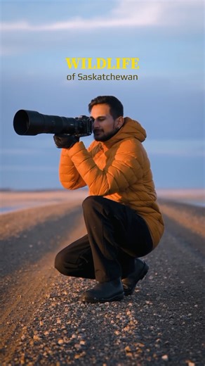 Photographing the wildlife of Saskatchewan. 🦉🦌🐺 Saskatchewan is home to diverse wildlife and provides habitat for a wide range of species, ranging from numerous mammal species such as moose, deer, elk, bison, coyotes, wolves, black bears, beavers, porcupines, and more. It’s also known for its bird diversity with over 400 different species recorded in the province with birds of prey like owls and hawks being my favourite. It’s truly a wildlife and bird photographers’ heaven! 🎥: herry.with.an.