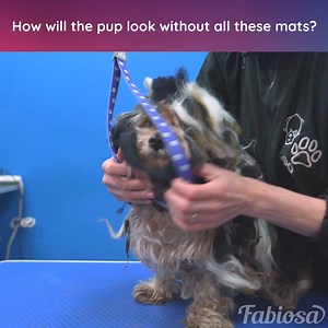 Heartwarming Story: Dog Boss Reunites with Owner After a Year (For entertainment purposes only. Consult professionals if guidance on activities is presented. No brand affiliation is implied if any are shown. If inspired by true events, creative adaptations may be included. Content may include public footage.) | Family World