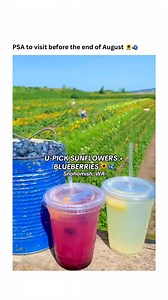 14K views · 49 reactions | It might be time to take a day trip to Mountain View Blueberry Farm 凉𢡄 | Secret Seattle | Facebook