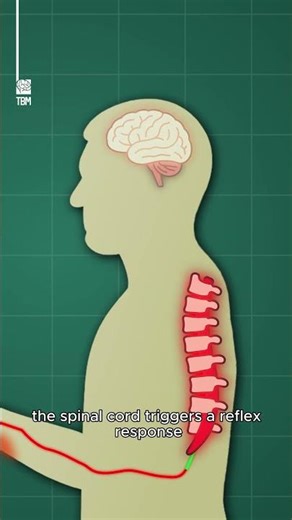 How Does Pain Reach the Brain?