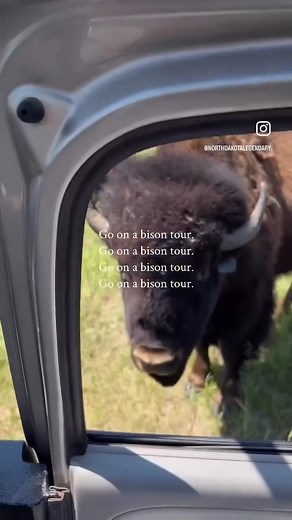 Bison Pasture Tours at the North American Bison Discovery Center are really a one of a kind experience. Learn about bison behavior, herd dynamics and herd management practices. They run until August 31! Learn more here. 👉 https://belegendary.link/BisonTours 📍: Jamestown ND | Travel North Dakota
