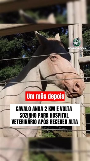ZAP INHUMAS - NOTÍCIAS DE INHUMAS E REGIÃO on Instagram: "Um mês após receber alta, o cavalo Ringo surpreendeu a todos ao percorrer dois quilômetros e voltar por conta própria ao hospital veterinário em Araçatuba (SP), onde foi tratado após s0frer m4us-tr4tos. Segundo a veterinária, ele tinha um retorno agendado, mas decidiu “antecipar a consulta” sozinho! A tutora de Ringo, Otília, ficou surpresa e emocionada com o gesto do animal, que parece ter criado um forte vínculo com o hospital. Ringo fo