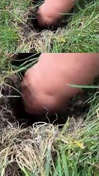 Broken Sprinkler Head? A Complete Guide to DIY Repair & Placement (2025)