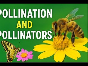 What is Pollination and What are Pollinators?