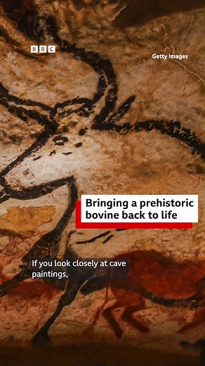 Meet the tauros, an "extinct" giant cattle being brought back to Scotland! 🎧 More about bringing extinct species back to life https://www.bbc.co.uk/sounds/play/w3ct5fbp | BBC World Service