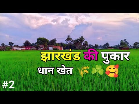Jharkhand Ki Pukaar। धान खेत 🌾🥰 । Vlog Video