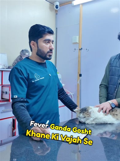 The Dangers of Feeding Raw Meat to Cats