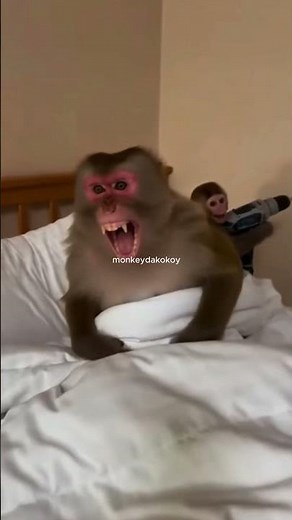 Monkey Using Power Drill — Mom’s Sleeps, Chaos Ensues!