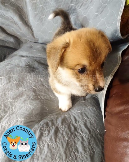 🏆Son of A Champion | Organic Pembrokes with Tails by Alien Country Corgis & Siberian Cats