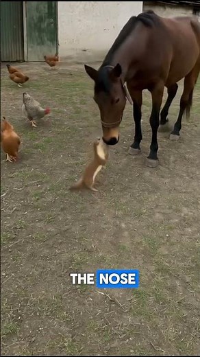 Squirrel vs. Horse – Unbelievable Scene! #SquirrelAttack #FunnyAnimals #UnbelievableMoments