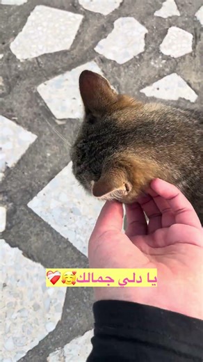 #cat / Michou🥰- مين مشتاق لميشو😍❤️‍🩹؟؟