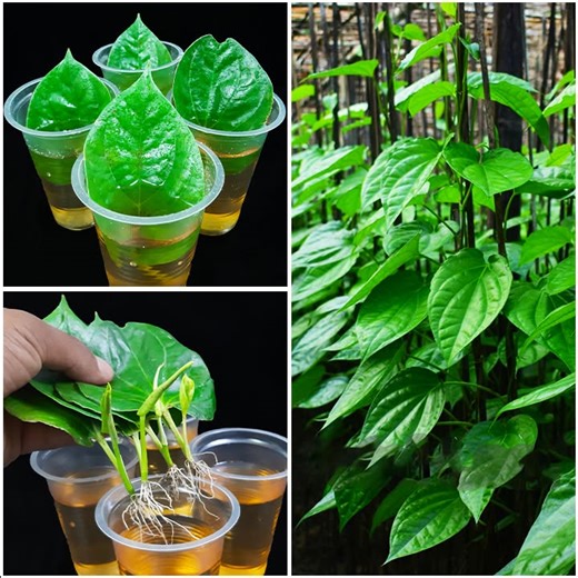 Best water propagation for grow betel leaf plant at home || How to grow betel leaf plant | Rana Craft