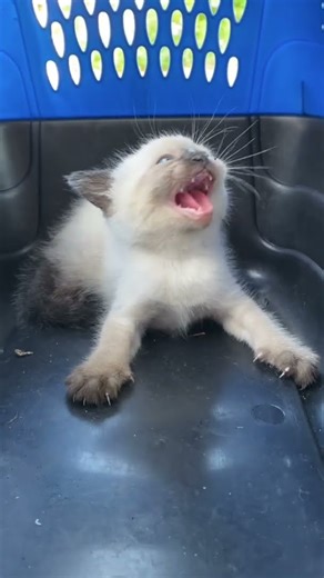 A Spicy Siamese Kitten Nugget!