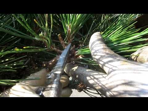 松の剪定の仕方