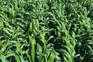 El Inta desarrolló una avena de mayor producción, sanidad y ciclo extendido