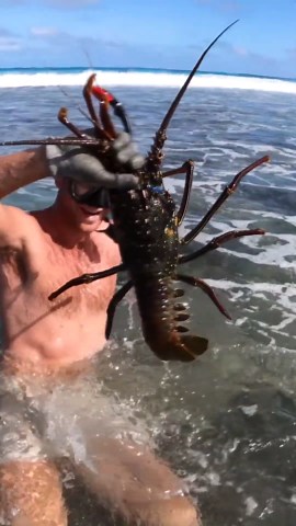 Giant Crayfish in the surf zone